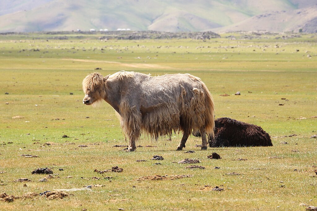 Yak